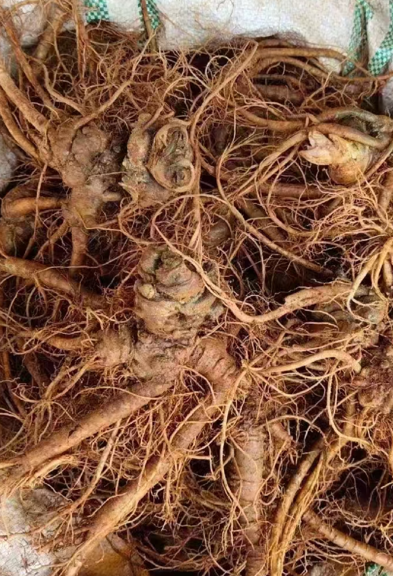 鲜货文山三七实物拍摄泡酒料的优质材料有需要老板心动就行动