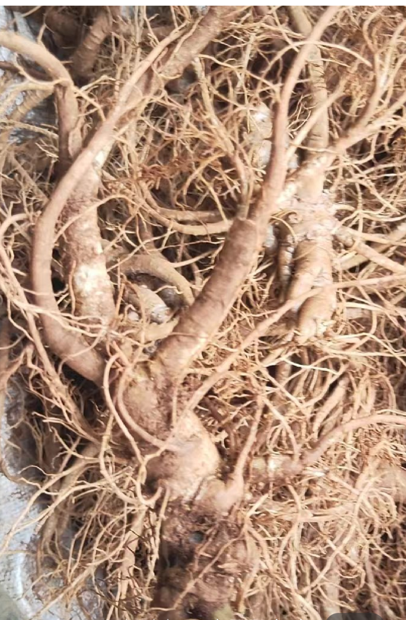 鲜货文山三七实物拍摄泡酒料的优质材料有需要老板心动就行动
