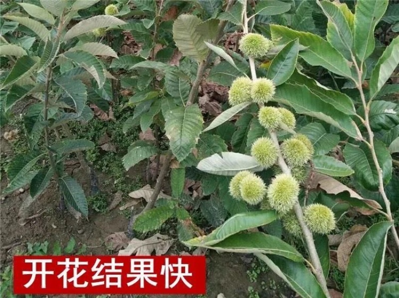 珍珠油板栗树苗小油栗子树苗嫁接板栗树果苗南方北方种植当年结果