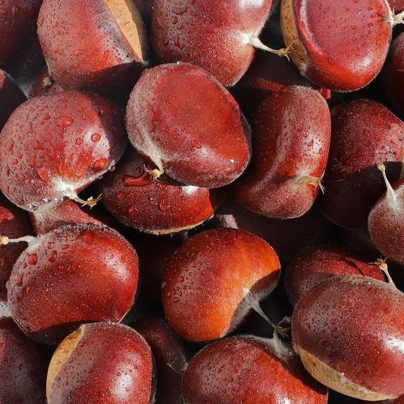 珍珠油板栗树苗小油栗子树苗嫁接板栗树果苗南方北方种植当年结果