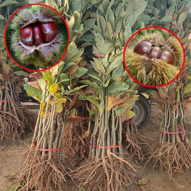 珍珠油板栗树苗小油栗子树苗嫁接板栗树果苗南方北方种植当年结果
