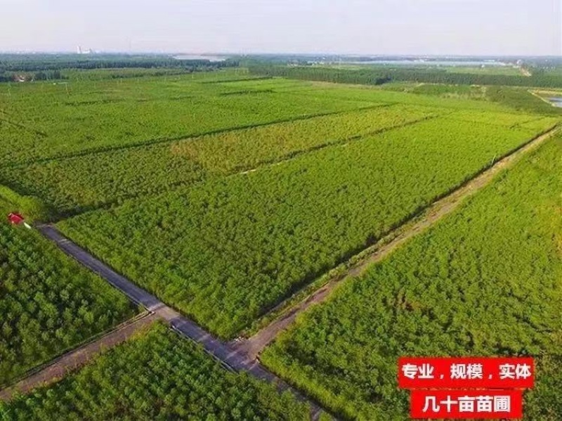 珍珠油板栗树苗小油栗子树苗嫁接板栗树果苗南方北方种植当年结果