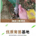 丹东板栗树苗特大耐寒新品种南北方种植当年结果盆栽地栽庭院阳台