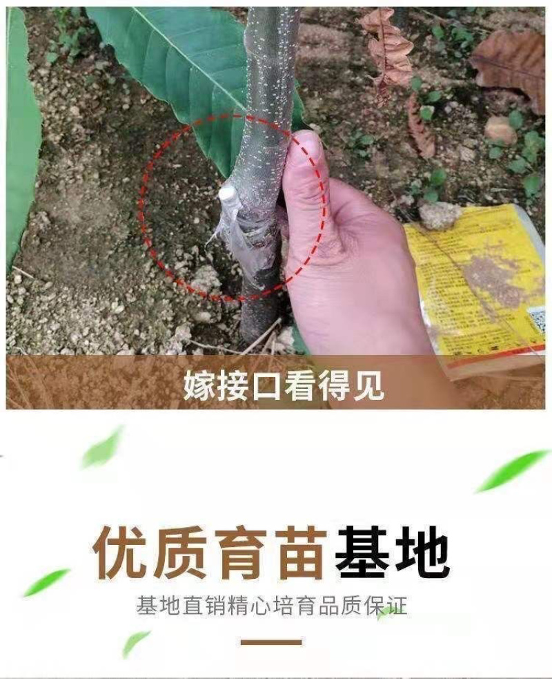 丹东板栗树苗特大耐寒新品种南北方种植当年结果盆栽地栽庭院阳台
