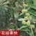 丹东板栗树苗特大耐寒新品种南北方种植当年结果盆栽地栽庭院阳台