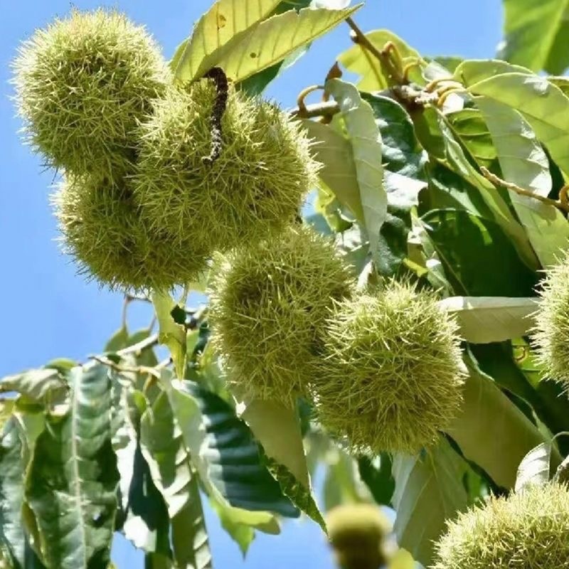 正宗嫁接沂蒙板栗树苗大果板栗苗南北方种植栗子树苗盆栽地栽果苗