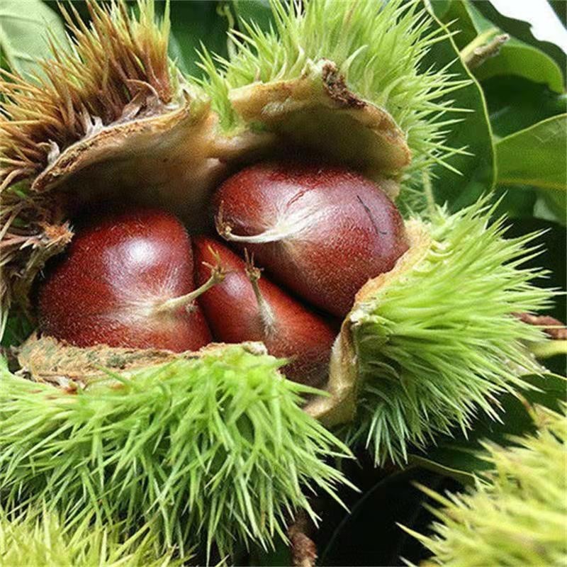 正宗嫁接沂蒙板栗树苗大果板栗苗南北方种植栗子树苗盆栽地栽果苗