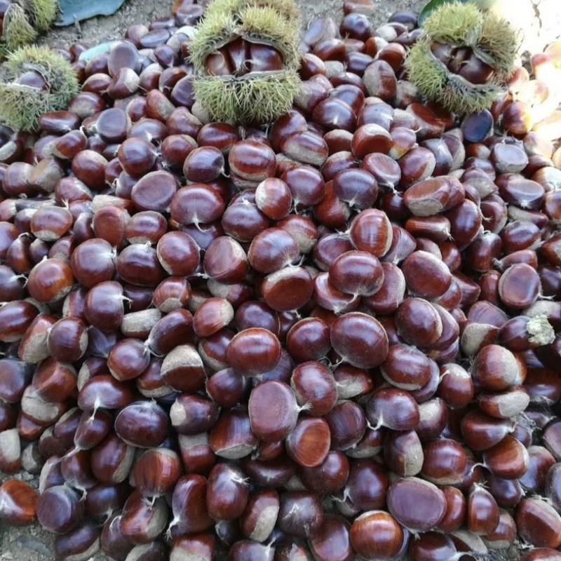 正宗嫁接沂蒙板栗树苗大果板栗苗南北方种植栗子树苗盆栽地栽果苗