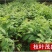 正宗嫁接沂蒙板栗树苗大果板栗苗南北方种植栗子树苗盆栽地栽果苗