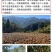 山茶油果子