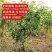 特大冰糖脆枣树苗新品种耐寒耐旱南北方种植盆栽地栽大果冬枣苗