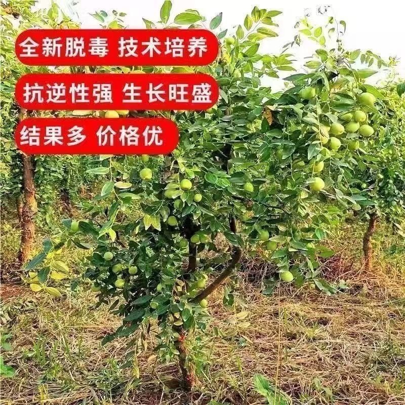 特大冰糖脆枣树苗新品种耐寒耐旱南北方种植盆栽地栽大果冬枣苗