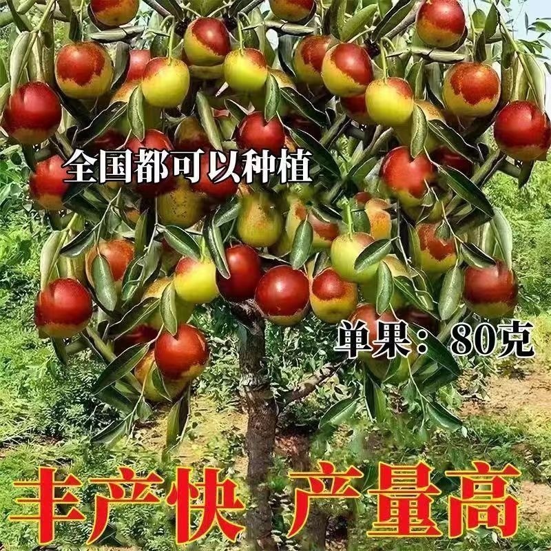 特大冰糖脆枣树苗新品种耐寒耐旱南北方种植盆栽地栽大果冬枣苗