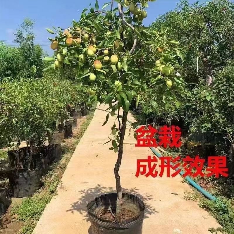 特大冰糖脆枣树苗新品种耐寒耐旱南北方种植盆栽地栽大果冬枣苗