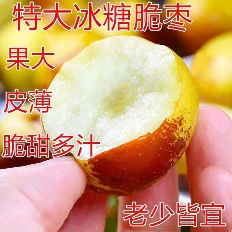 特大冰糖脆枣树苗新品种耐寒耐旱南北方种植盆栽地栽大果冬枣苗