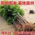 特大冰糖脆枣树苗新品种耐寒耐旱南北方种植盆栽地栽大果冬枣苗