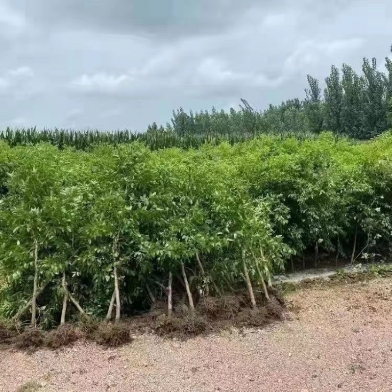 特大冰糖脆枣树苗新品种耐寒耐旱南北方种植盆栽地栽大果冬枣苗