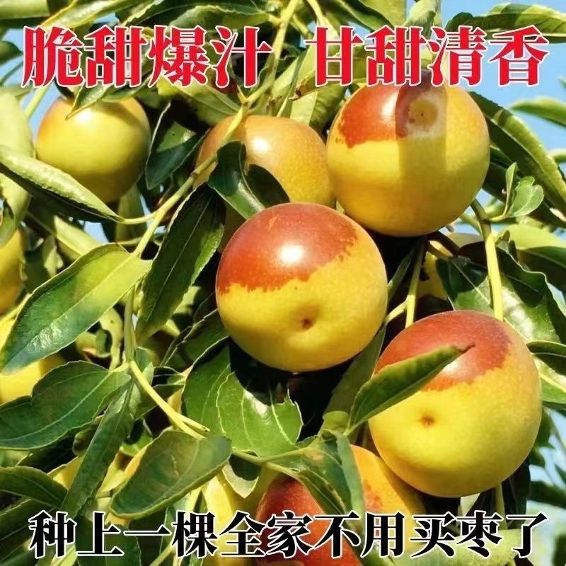 特大冰糖脆枣树苗新品种耐寒耐旱南北方种植盆栽地栽大果冬枣苗