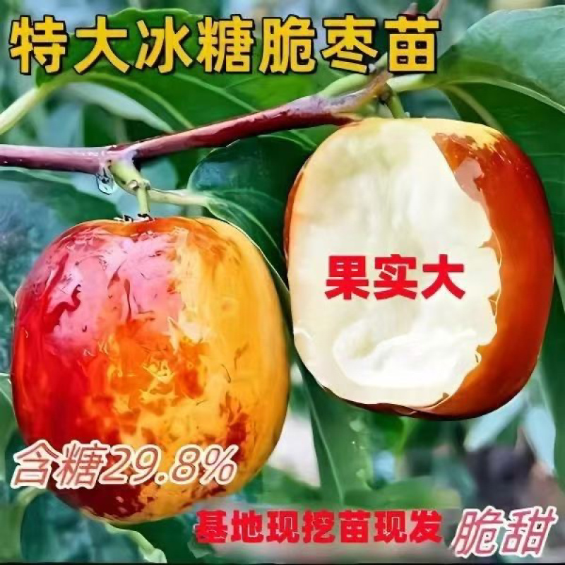 特大冰糖脆枣树苗新品种耐寒耐旱南北方种植盆栽地栽大果冬枣苗