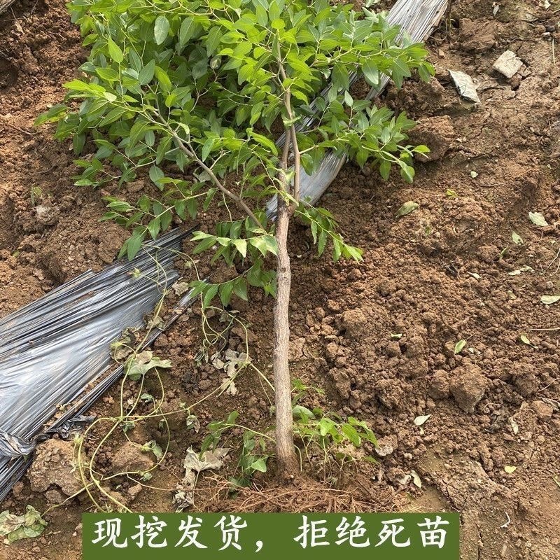 金丝小枣树苗嫁接枣树苗果树苗南方北方果树苗地栽当年结果包成活