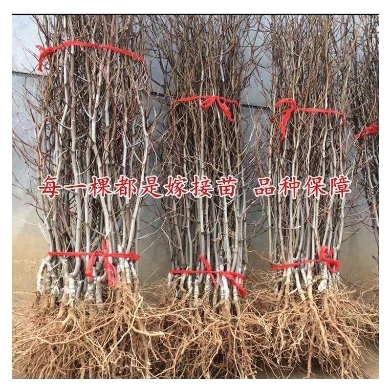 金丝小枣树苗嫁接枣树苗果树苗南方北方果树苗地栽当年结果包成活