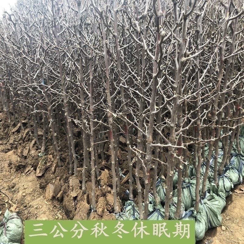 金丝小枣树苗嫁接枣树苗果树苗南方北方果树苗地栽当年结果包成活