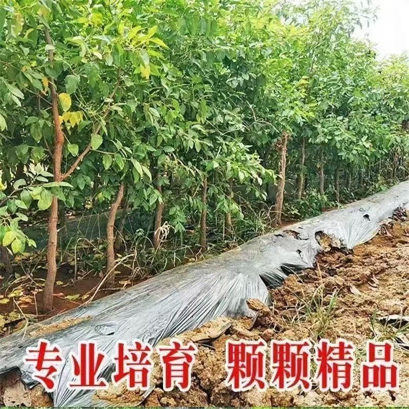 新品种特大果磨盘枣子树苗猴头枣葫芦枣树苗嫁接苗盆地栽当年结果