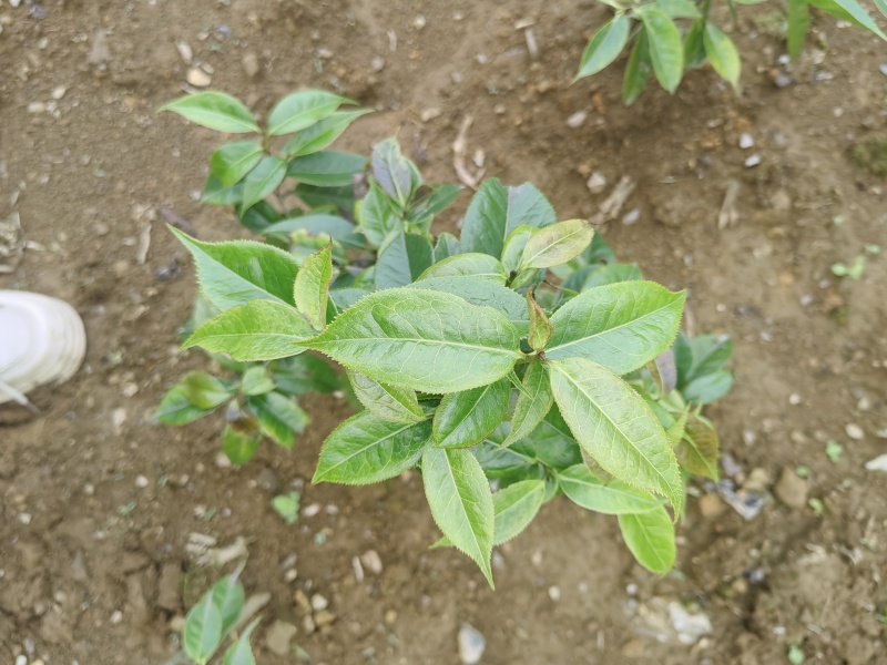 大山里面纯野生山茶花。