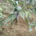 大山里面纯野生山茶花。
