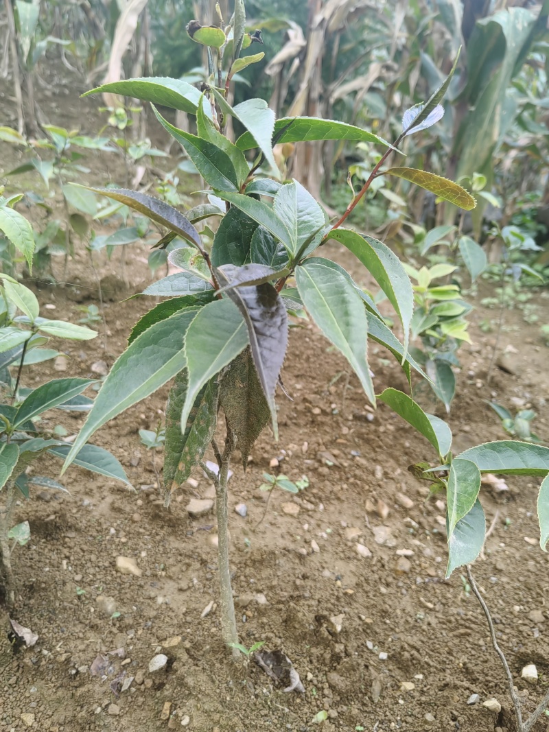 大山里面纯野生山茶花。