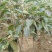 大山里面纯野生山茶花。