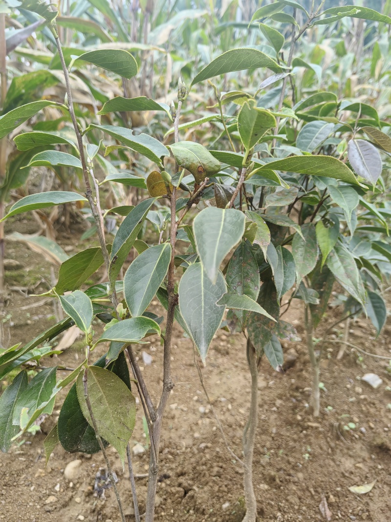 大山里面纯野生山茶花。
