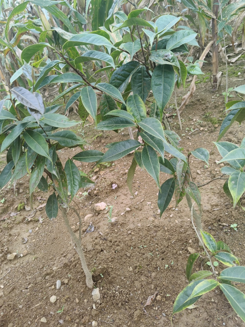 大山里面纯野生山茶花。