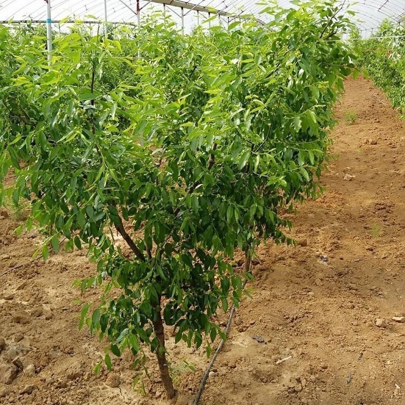 正宗蟠枣树苗大果蟠枣苗抗寒脆甜大果盆栽地栽南北方种植当年结果