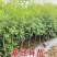 正宗蟠枣树苗大果蟠枣苗抗寒脆甜大果盆栽地栽南北方种植当年结果