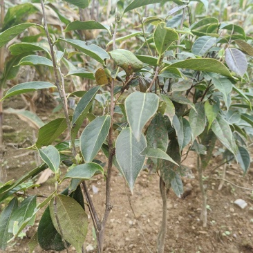 大山里面纯野生山茶花。