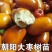 枣树苗活苗红枣嫁接朝阳大枣苗南北方种植甜枣苗盆栽地栽当年结果
