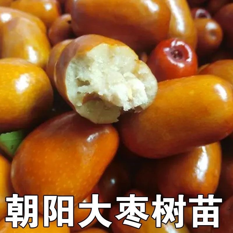 枣树苗活苗红枣嫁接朝阳大枣苗南北方种植甜枣苗盆栽地栽当年结果
