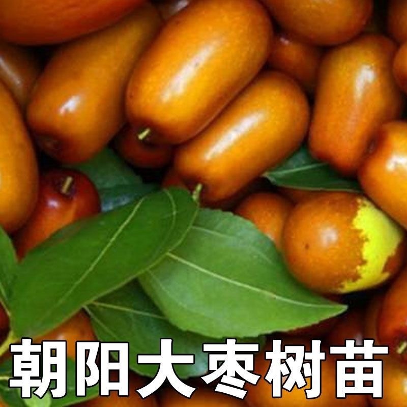 枣树苗活苗红枣嫁接朝阳大枣苗南北方种植甜枣苗盆栽地栽当年结果