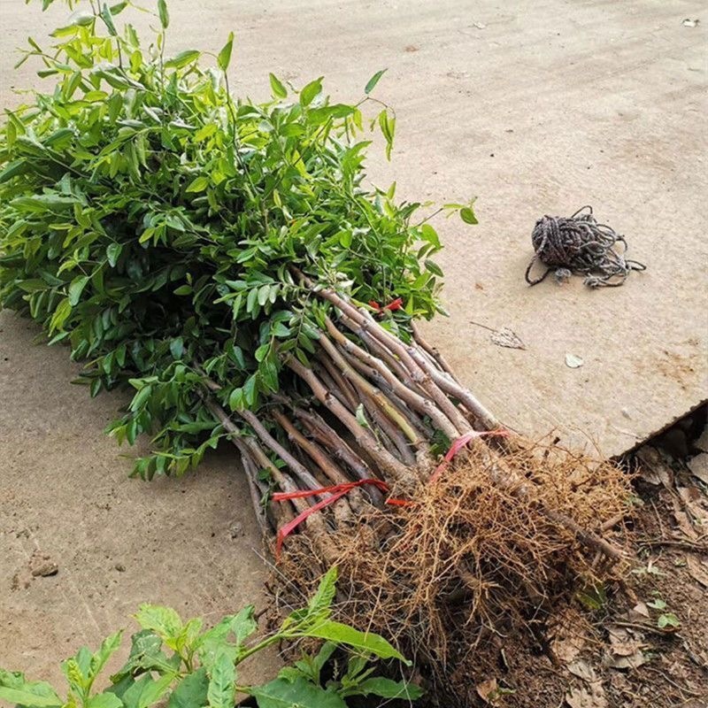 枣树苗活苗红枣嫁接朝阳大枣苗南北方种植甜枣苗盆栽地栽当年结果