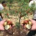枣树苗活苗红枣嫁接朝阳大枣苗南北方种植甜枣苗盆栽地栽当年结果