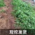 枣树苗活苗红枣嫁接朝阳大枣苗南北方种植甜枣苗盆栽地栽当年结果