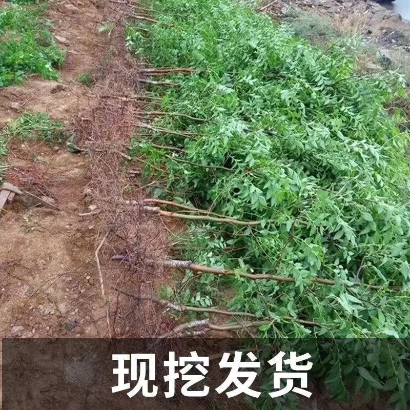 枣树苗活苗红枣嫁接朝阳大枣苗南北方种植甜枣苗盆栽地栽当年结果