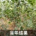 枣树苗活苗红枣嫁接朝阳大枣苗南北方种植甜枣苗盆栽地栽当年结果
