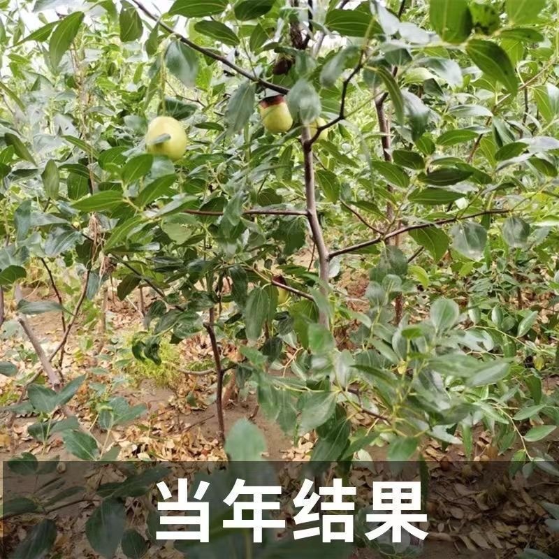 枣树苗活苗红枣嫁接朝阳大枣苗南北方种植甜枣苗盆栽地栽当年结果