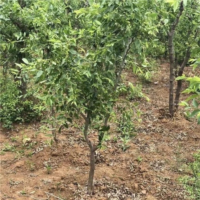枣树苗活苗红枣嫁接朝阳大枣苗南北方种植甜枣苗盆栽地栽当年结果