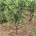 枣树苗活苗红枣嫁接朝阳大枣苗南北方种植甜枣苗盆栽地栽当年结果