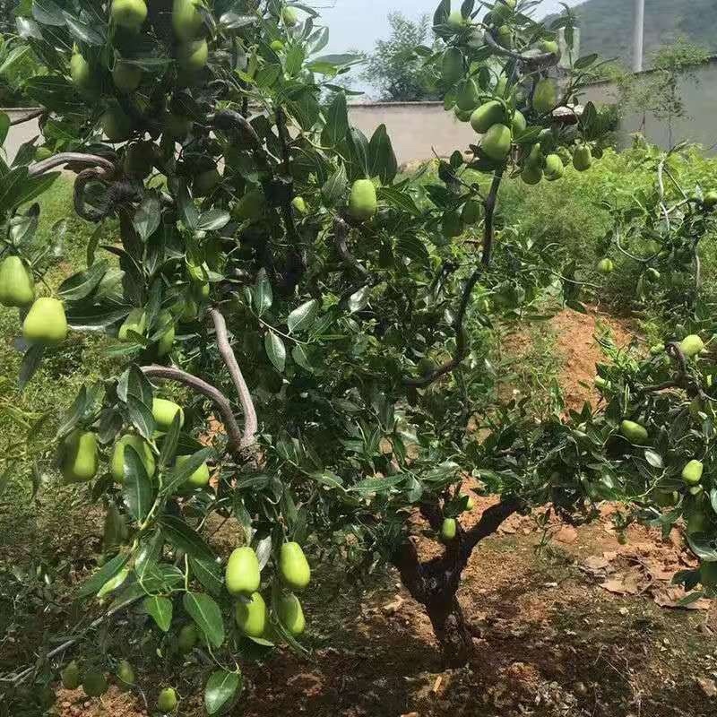 特大中华大龙枣树苗南北方种枣苗地栽盆栽果树苗当年结果枣子树苗