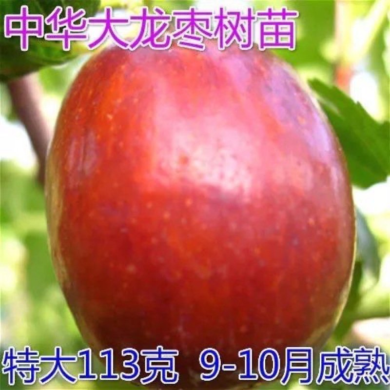 特大中华大龙枣树苗南北方种枣苗地栽盆栽果树苗当年结果枣子树苗