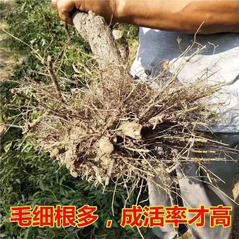 特大中华大龙枣树苗南北方种枣苗地栽盆栽果树苗当年结果枣子树苗
